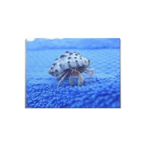 Tablou Canvas Crab - Img 2