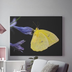 Tablou Canvas Fluture Galben