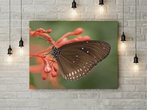 Tablou Canvas Fluture Negru Pe Floare - Img 3