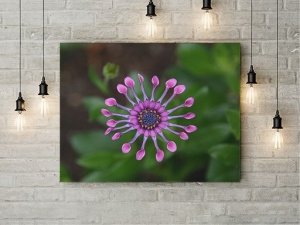 Tablou Canvas Purple Star - Img 2
