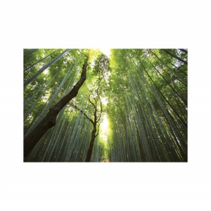 Foto tapet Tall trees - Img 2