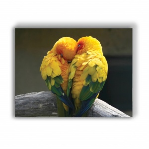 Tablou Canvas Birds In Love - Img 2