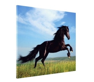 Tablou Canvas - Cal negru alergand - Img 3