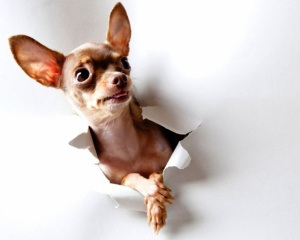 Tablou Canvas - Chihuahua curios