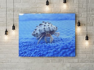 Tablou Canvas Crab - Img 3