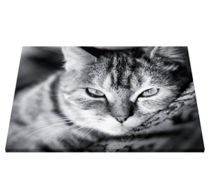Tablou Canvas - Pisica - Img 5