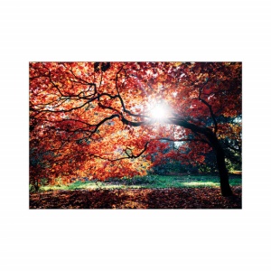 Foto tapet Autumn tree - Img 2