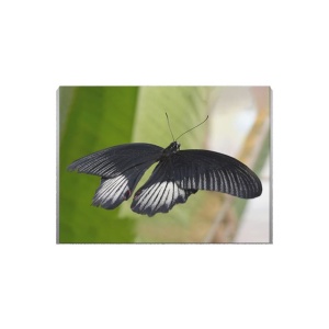 Tablou Canvas Fluture Negru - Img 2
