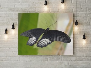 Tablou Canvas Fluture Negru - Img 3