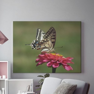 Tablou Canvas Fluture Pe Floare