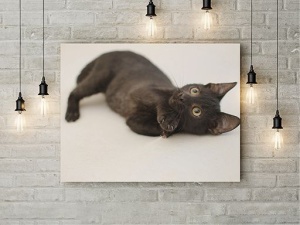 Tablou Canvas Little Black Cat - Img 3