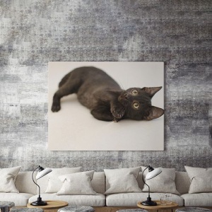 Tablou Canvas Little Black Cat - Img 4