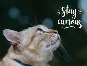 Tablou Motivational - Stay Curious - Img 4