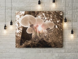 Tablou Canvas Ciuperci In Lumina - Img 3