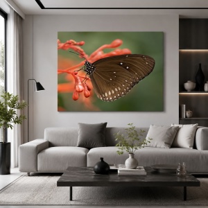 Tablou Canvas Fluture Negru Pe Floare