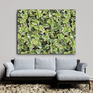 Tablou Vegetatie - Planta decorativa Euonimus alb (012)