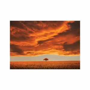 Foto tapet Golden sunset - Img 2