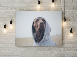 Tablou Canvas Caine Cu Hanorac - Img 3