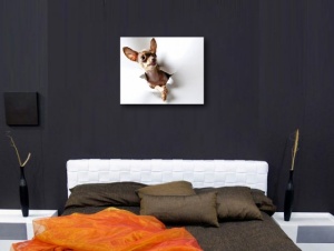 Tablou Canvas - Chihuahua curios - Img 2