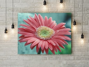 Tablou Canvas Gerbera - Img 3
