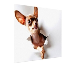 Tablou Canvas - Chihuahua curios - Img 3