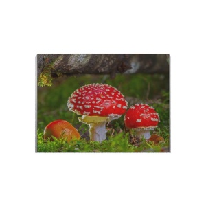 Tablou Canvas Ciuperci Rosii - Img 2