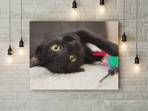 Tablou Canvas Cuteness - Img 3