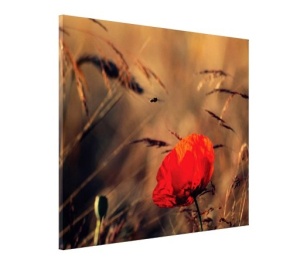 Tablou Canvas - Floare De Mac In Lan de Grau - Img 4