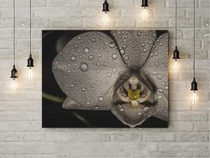 Tablou Canvas Orhidee Neagra - Img 2