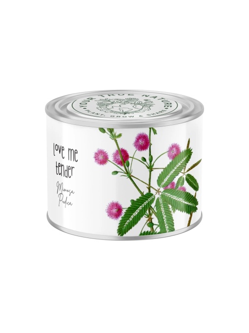 Zâmburi cu Grai | Kit de Grădinărit Urban „Love me tender”, Mimosa Pudica