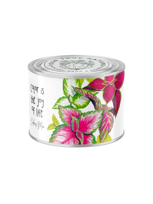 Zâmburi cu Grai | Kit de Grădinărit Urban „Color is the joy of life”, Coleus