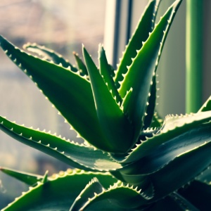 Zâmburi cu Grai | Kit de Grădinărit Urban „Seeds to Plant – Aloe Vera” - Img 2