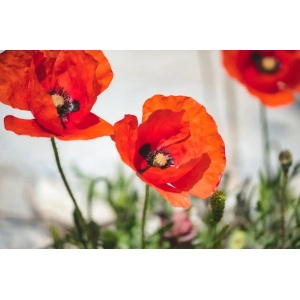 Zâmburi cu Grai | Kit de Grădinărit Urban „When my love blooms”, Maci - Img 3