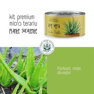 Kit Premium Micro Terariu cu semințe de Aloe Vera | Uplift Elements - Img 4