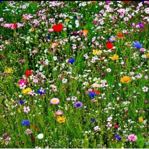 Zâmburi cu Grai | Kit de Grădinărit Urban „The earth laughs in flowers. - R. W. Emerson", Flori de camp - Img 6