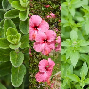 Kit de plantare Ierburi de ceai „Tihnă de amiază” – Hibiscus, Măghiran, Lemon Basil - Img 2