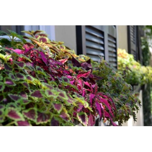 Zâmburi cu Grai | Kit de Grădinărit Urban „Color is the joy of life”, Coleus - Img 6