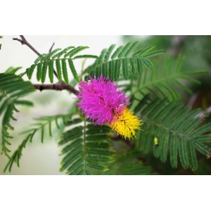 Zâmburi cu Grai | Kit de Grădinărit Urban „Love me tender”, Mimosa Pudica - Img 2