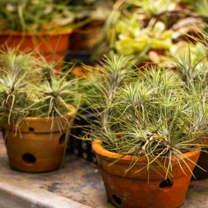 Zâmburi cu Grai | Kit de Grădinărit Urban „Seeds to Plant – Arbore conifer” - Img 2