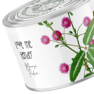 Zâmburi cu Grai | Kit de Grădinărit Urban „Love me tender”, Mimosa Pudica - Img 3