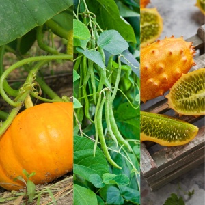Kit de plantare Legume magice "Vrejul Fermecat" - Dovleac, Castravete African & Fasole - Img 2