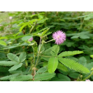 Zâmburi cu Grai | Kit de Grădinărit Urban „Love me tender”, Mimosa Pudica - Img 4