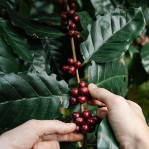Zâmburi cu Grai | Kit de Grădinărit Urban „Seeds to Plant – Arbore de cafea” - Img 2