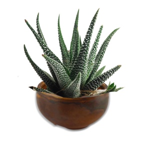 Kit Premium Micro Terariu cu semințe de Aloe Vera | Uplift Elements - Img 8