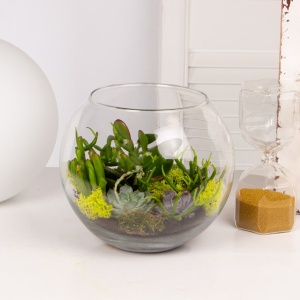 Vas de sticlă pentru terariu deschis, TerraDome, Ø10x7.6cm - Img 4