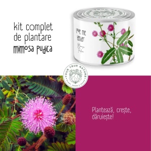 Zâmburi cu Grai | Kit de Grădinărit Urban „Love me tender”, Mimosa Pudica - Img 5