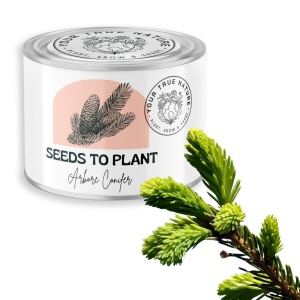 Zâmburi cu Grai | Kit de Grădinărit Urban „Seeds to Plant – Arbore conifer” - Img 5