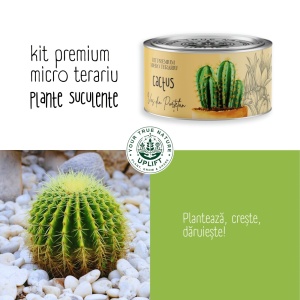 Kit Premium Micro Terariu cu semințe de Cactusi Mix | Uplift Elements - Img 3
