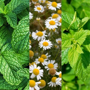 Kit de plantare – Ierburi de ceai, „Zâne din deal” – Mușețel, Mentă și Roiniță - Img 2