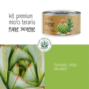 Kit Premium Micro Terariu cu semințe de Plante Suculente | Uplift Elements - Img 4